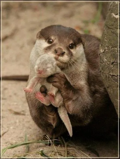 Comme vous le savez, cette maman et son bb sont des marmottes !