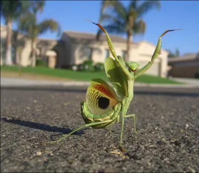 Cet insecte est une mante-religieuse !