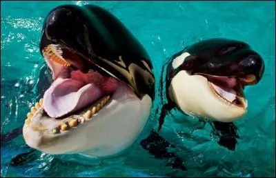 Ces animaux sont des mammifres !