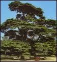 Quel est cet arbre, emblme du Liban ?