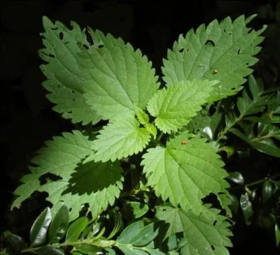 Peut-on cueillir l'ortie sans se piquer ?