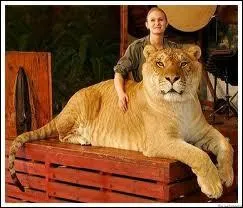 Comment s'appelle l'hybride rsultant de l'union artificielle d'un tigre et d'une lionne ?