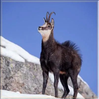 Les chamois mles s'affrontent en un combat tonnant au moment du rut. Le mle ou bouc surveille de trs prs son harem qu'on appelle : ...