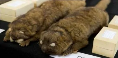 En 2013, un nouveau petit mammifre a t dcouvert en Equateur. Quel nom lui a-t-on donn ?