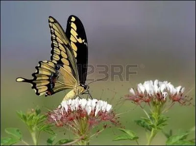 O fut dcouvert en 1859 ce papillon gant de 20 cm d'envergure, l'ornithoptera ?