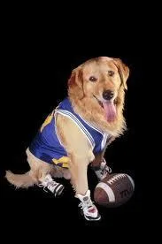 Quels sont le nom et la race du chien dans le film  Air Bud  ?