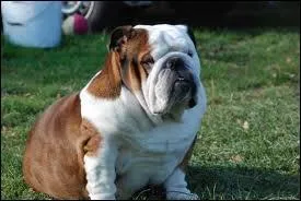 Quelle est la race de Cooper dans  Palace pour chiens  ?