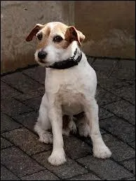 Quelle est la race du chien Odie dans  Garfield  ?