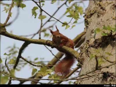 A quel ballet pensez-vous ?