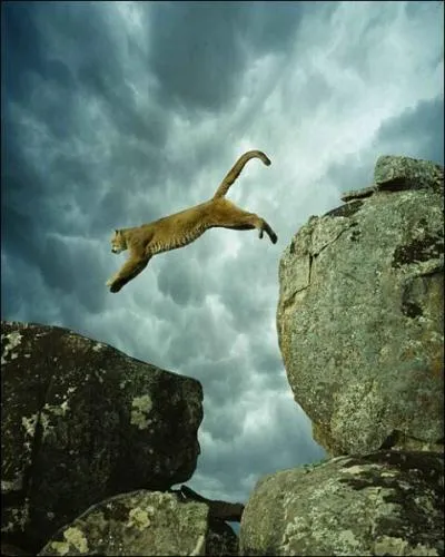 Trouvez la citation de Pierre Desproges !