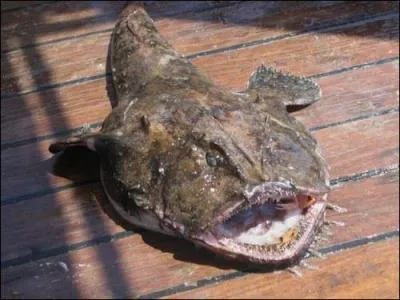 Quel est le nom de ce poisson ?