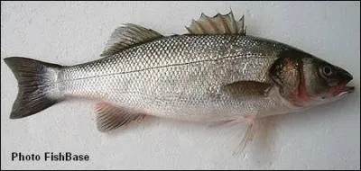 Quel est le nom de ce poisson ?