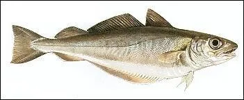 Quel est le nom de ce poisson ?