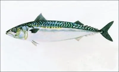 Quel est le nom de ce poisson ?