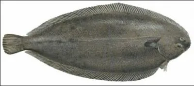 Est-ce une Sole o un Carrelet ?