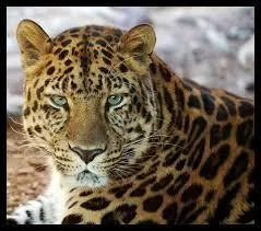 Quel est l'autre nom de la panthre ?