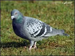De quelle race est ce pigeon ?