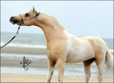 Un peu plus costaud. Quelle taille maximale peut-il atteindre pour l'AMHA ?