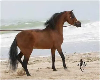 Quelle taille maximale peut-il atteindre pour l'AMHR ?