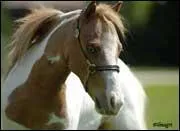 Quelles disciplines ce cheval pratique-t-il ?