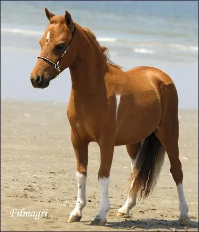 O peut-on trouver un levage pour cette race de chevaux miniatures ?