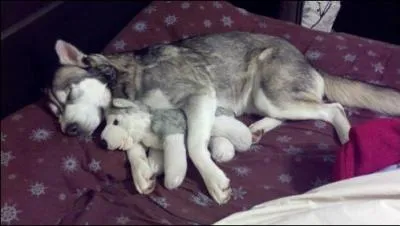 Le plus petit des deux est une peluche !