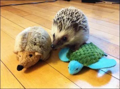 L c'est simple, il y a deux peluches de hrisson et une de tortue marine !