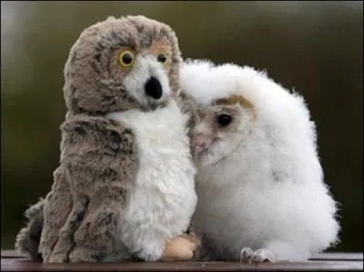 Les bbs chouettes ne sont pas toujours de la mme couleur, car il y a plusieurs espces, la preuve sur cette photo !