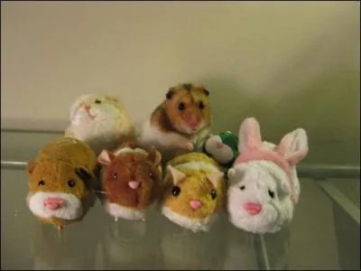 Sur cette photo on voit six peluches et un hamster !