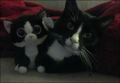 Sur cette photo on voit deux peluches, trs bien imites !