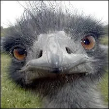 Animaux - Quand on l'ennuie, l'autruche peut devenir dangereuse pour l'homme. De quelle partie de son anatomie faut-il se mfier tout particulirement ?