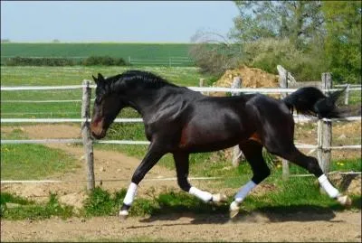 La robe de ce cheval est...