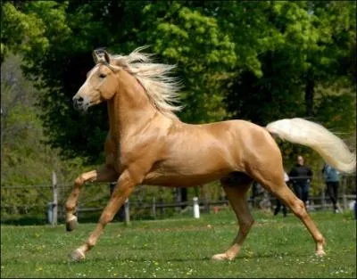 Quel est le nom de la robe de ce cheval ?