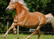 Quiz Races de chevaux et poneys du monde