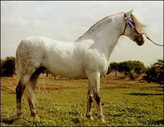 Ce cheval a beaucoup de potentiel pour le dressage. Il est souple et fort, il est originaire du sud de l'Espagne :