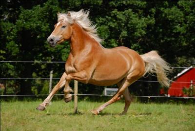Ce cheval vient du Tyrol en Autriche et il est toujours alezan crins lavs :