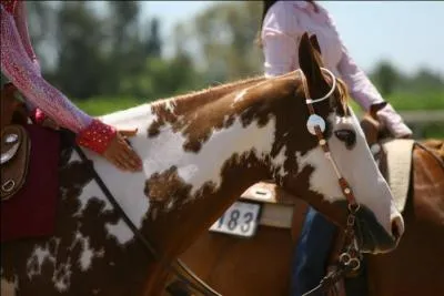 Il est trs souvent pie. Il vient des tats-Unis :