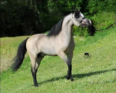 C'est une race de cheval miniature et il ressemble  un cheval arabe :