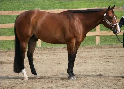 Ce cheval est utilis dans plusieurs disciplines western comme le baril, la plaisance western et la prsentation en licol :