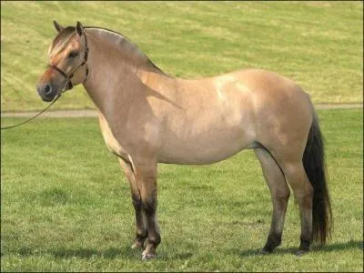 Il a une raie noire courte sur sa crinire, son dos et sa queue. La plupart du temps les gens coupent sa crinire en forme de brosse :