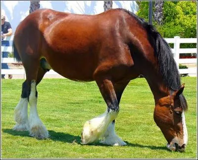 Ce magnifique cheval de trait a t utilis plusieurs fois pour faire des annonces de Budweiser. Il porte le nom difficile d'une rivire d'cosse :