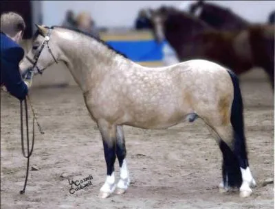 Il est class dans quatre catgories de grandeur. Il a un peu de sang arabe :