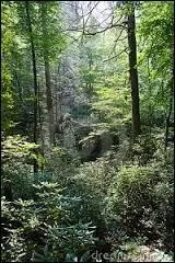 Qui rencontre-t-elle dans cette fort ?