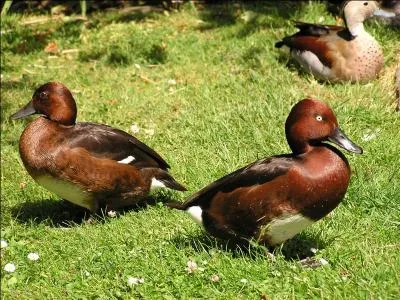 Ma tte est assez semblable  celle de aythya ferina. Qui suis-je ?