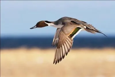 Mon cri ressemble  celui d'une poule d'eau. Qui suis-je ?
