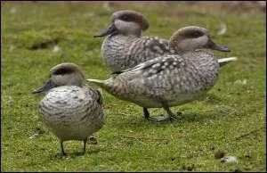 Je suis reconnaissable  ma couleur. Qui suis-je ?