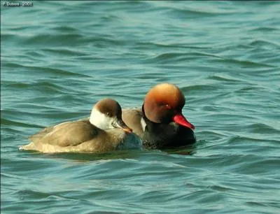 Je suis le seul canard plongeur de la rgion  avoir le bec et les pattes rouge-orange. Qui suis-je ?