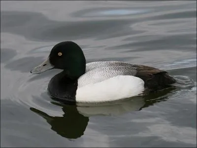 Je suis le plus grand des canards plongeurs dans la rgion. Qui suis-je ?