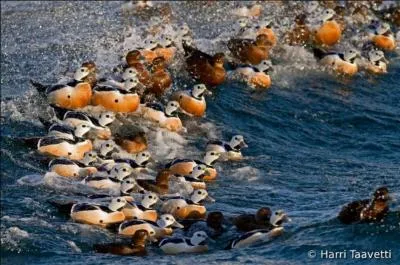 Je suis le plus petit des eiders. Qui suis-je ?