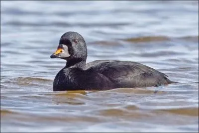 Je suis le seul canard entirement noir dans la rgion. Qui suis-je ?